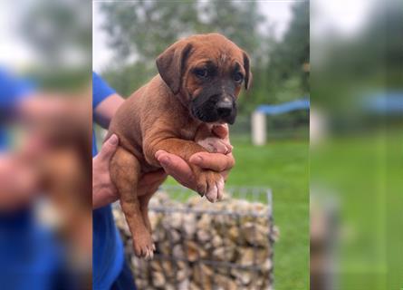 Rhodesian Ridgeback-Mischlinge abzugeben