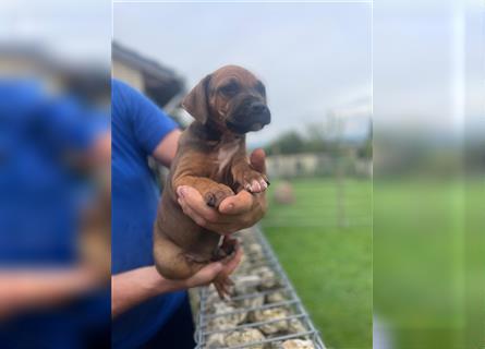 Rhodesian Ridgeback-Mischlinge abzugeben