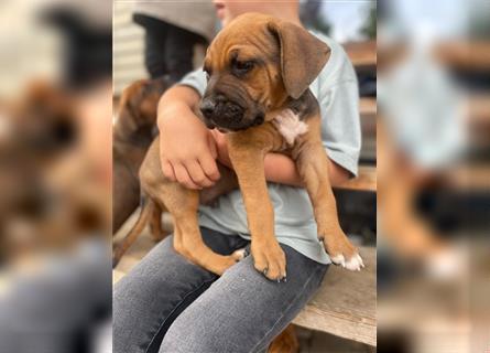 Rhodesian Ridgeback-Mischlinge abzugeben