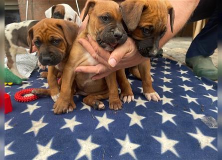 Rhodesian Ridgeback-Mischlinge abzugeben