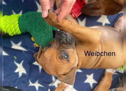 Rhodesian Ridgeback-Mischlinge abzugeben