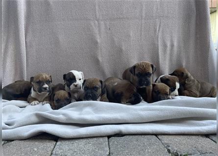 Rhodesian Ridgeback-Mischlinge abzugeben