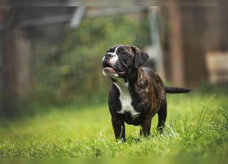 Englische Bulldogge (alternativ)