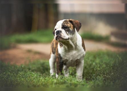 Englische Bulldogge (alternativ)