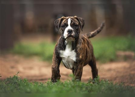 Englische Bulldogge (alternativ)