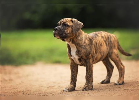 Englische Bulldogge (alternativ)