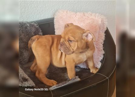 Englisch Bulldogge Welpen können Ausziehen