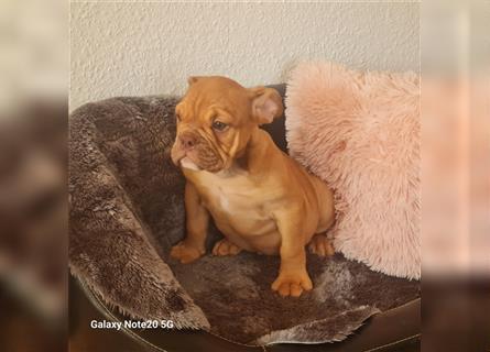 Englisch Bulldogge Welpen können Ausziehen