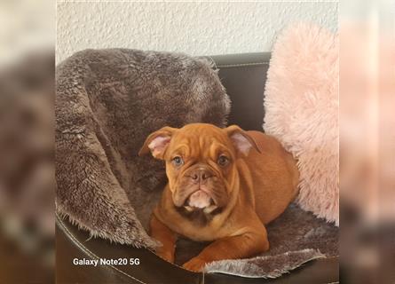 Englisch Bulldogge Welpen können Ausziehen