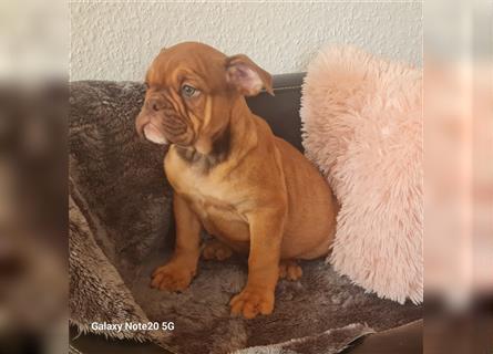 Englisch Bulldogge Welpen können Ausziehen