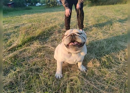 Sonata, Englische Bulldogge