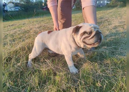 Sonata, Englische Bulldogge