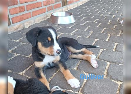 Hurra, wir dürfen ausziehen Große Schweizer Sennenhund Welpen