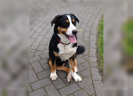 Hurra, ich darf ausziehen Große Schweizer Sennenhund Welpen