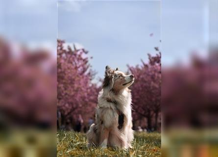 Australian Shepherd Hündin