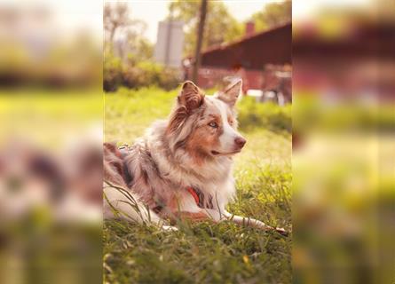 Australian Shepherd Hündin