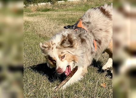 Australian Shepherd Hündin