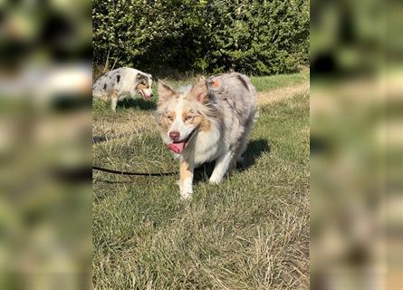 Australian Shepherd Hündin