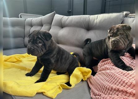 Shar pei (SHAR-PEI) FCI Welpen schwarz und rot