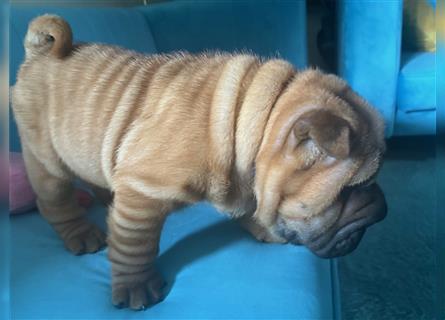 Shar pei (SHAR-PEI) FCI Welpen schwarz und rot