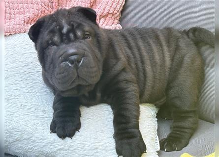 Shar pei (SHAR-PEI) FCI Welpen schwarz und rot