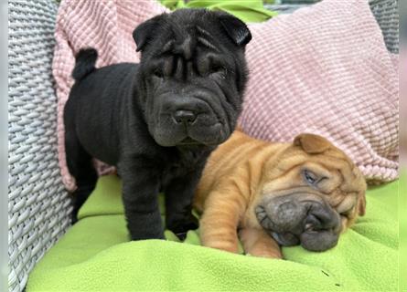 Shar pei (SHAR-PEI) FCI Welpen schwarz und rot