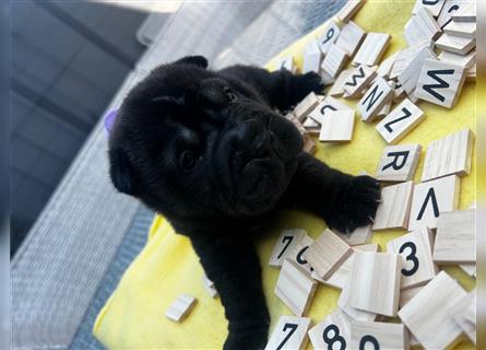 Shar pei (SHAR-PEI) FCI Welpen schwarz und rot