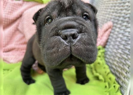 Shar pei FCI Welpen schwarz und rot