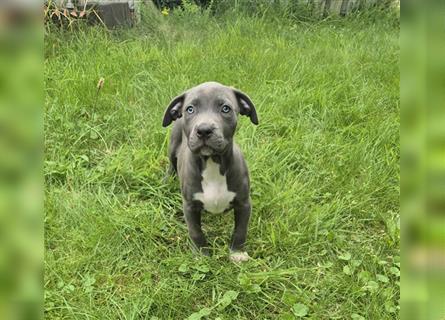 American Bully Welpen