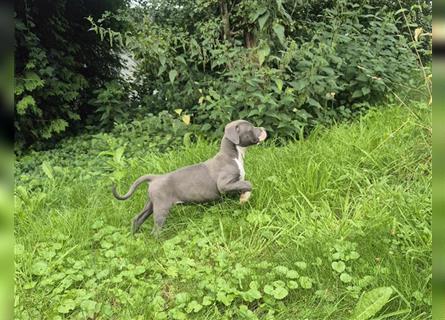 American Bully Welpen