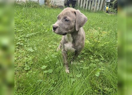 American Bully Welpen