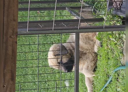 Germanische Bärenhund Welpen