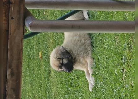 Germanische Bärenhund Welpen