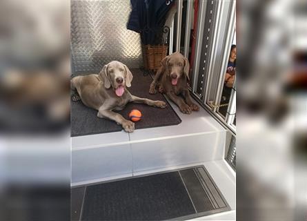 3 Weimaraner Welpen Reinrassig ABGABEBEREIT!