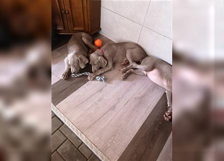 3 Weimaraner Welpen Reinrassig ABGABEBEREIT!