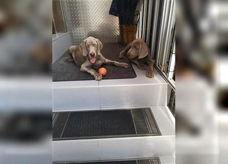 3 Weimaraner Welpen Reinrassig ABGABEBEREIT!