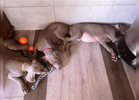 3 Weimaraner Welpen Reinrassig ABGABEBEREIT!