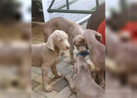 3 Weimaraner Welpen Reinrassig ABGABEBEREIT!