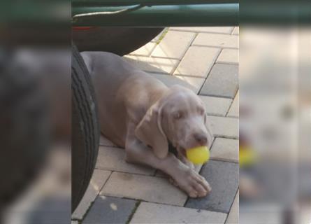 3 Weimaraner Welpen Reinrassig ABGABEBEREIT!