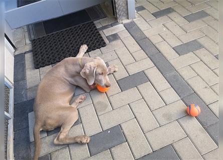 3 Weimaraner Welpen Reinrassig ABGABEBEREIT!