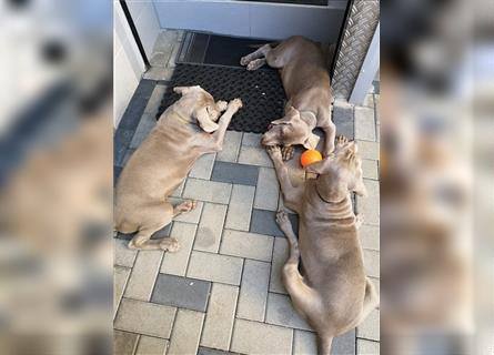 3 Weimaraner Welpen Reinrassig ABGABEBEREIT!