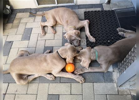 3 Weimaraner Welpen Reinrassig ABGABEBEREIT!