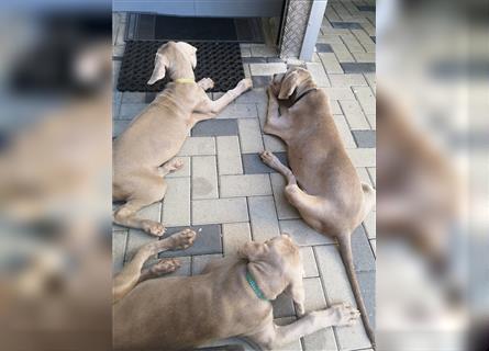 3 Weimaraner Welpen Reinrassig ABGABEBEREIT!