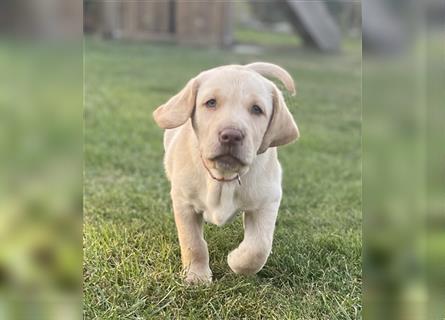 Abgabebereit - blonde reinrassige Labradorhündin 8 Wochen