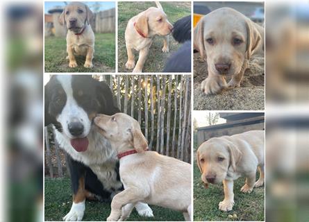 Abgabebereit - blonde reinrassige Labradorhündin 8 Wochen