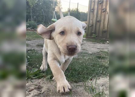 Abgabebereit - blonde reinrassige Labradorhündin 8 Wochen