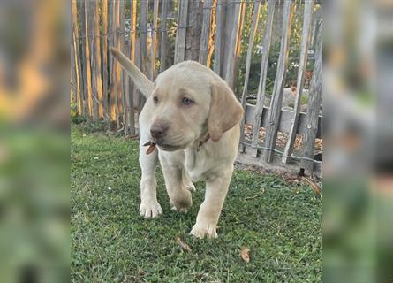 Abgabebereit - blonde reinrassige Labradorhündin 8 Wochen