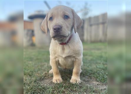 Abgabebereit - blonde reinrassige Labradorhündin 8 Wochen