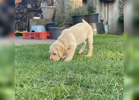 Abgabebereit - blonde reinrassige Labradorhündin 8 Wochen