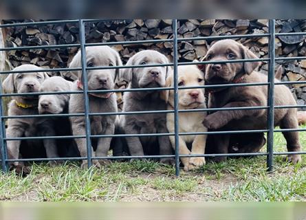 Abgabebereit - blonde reinrassige Labradorhündin 8 Wochen